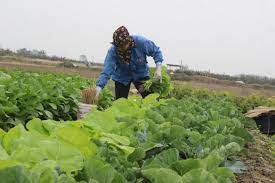 Nông dân duy trì vùng trồng rau màu để đảm bảo nguồn cung